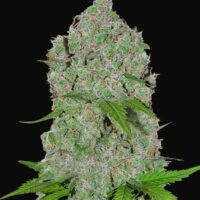 Orange Sherbet Auto Feminised Seeds - 1