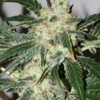 Acid Feminised Seeds - 3