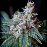 Cream Caramel F1 FAST Version Feminised Seeds - 3