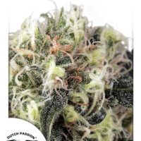 Snow Bud Feminised Seeds - 10