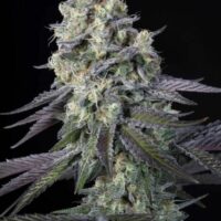 Purple Mints Feminised Seeds - 5