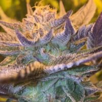 Girl Scout Cookies Auto Feminised Seeds - 1
