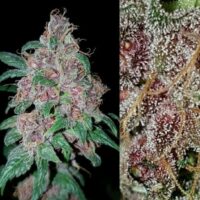 Orange Purple Berry Regular Seeds - 6