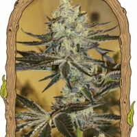 Malasaña Gelato Feminised Seeds - 3