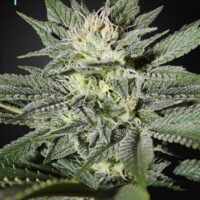King's Kush CBD Feminised Seeds - 5