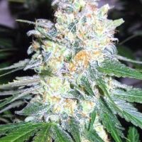 Diesel Berry Cough Feminised Seeds - 3