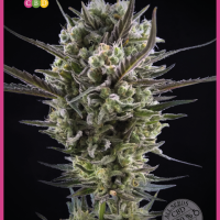 Llimonet Haze Classic CBD Feminised Seeds - 3