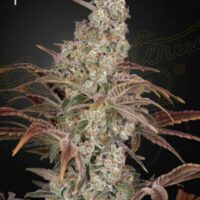 Jack's Dream Feminised Seeds - 3