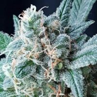 GG4 Auto Feminised Seeds - 20