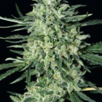 Quick Mass Feminised Seeds - 10