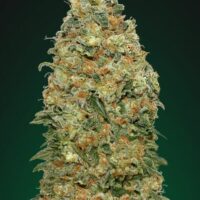 White Widow Feminised Seeds - 3