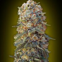 Sweet Critical Feminised Seeds - 3