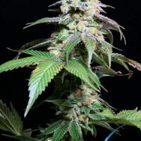 Grape Inferno Regular Seeds - 5