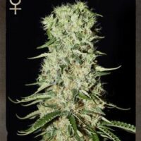Damnesia Feminised Seeds - 3