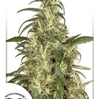 Skunk #11 Feminised Seeds - 10
