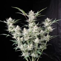 Strawberry Gorilla Auto Feminised Seeds -1