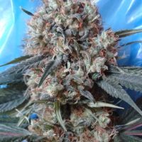 Nepal Jam x Kali China Feminised Seeds - 1