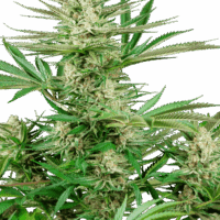 Malibu OG Gold Feminised Seeds - 3