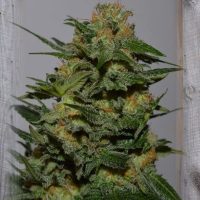 Green Crack Feminised Seeds - 1
