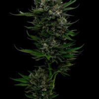 All Gas OG Feminised Seeds - 3