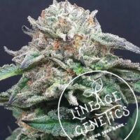 Mango Heaven Regular Seeds - 6