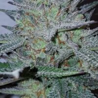 Blue Fire Feminised Seeds - 3