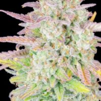 Original Trainwreck Auto Feminised Seeds - 1