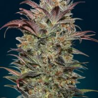 Chocolate Cream Auto Feminised Seeds - 3