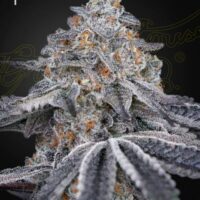 Velvet Moon Feminised Seeds - 3