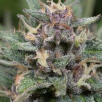 Bluehell Auto Feminised Seeds - 3