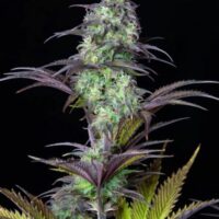 Original Blueberry Auto Feminised Seeds - 1