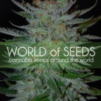 New York 47 Feminised Seeds - 3