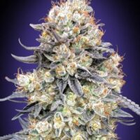 Purple Punch Auto Feminised Seeds - 3