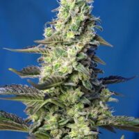 Green Poison XL Auto Feminised Seeds - 5