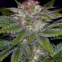 Deep Purple Regular Seeds - 5