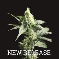 Golden Haze Feminised Seeds - 5