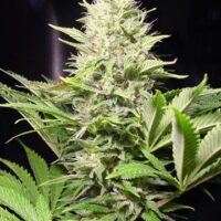 Wappa Feminised Seeds - 10