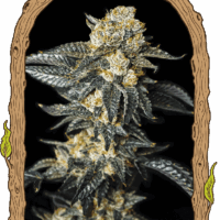 Zkittaberry Auto Feminised Seeds - 3