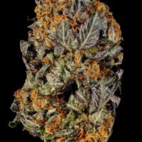 Tangerine Sorbet Feminised Seeds - 3