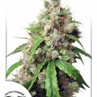 Euforia Auto Feminised Seeds - 1