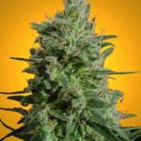 Delahaze Feminised Seeds - 3