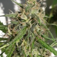 New Caledonia Regular Seeds - 5