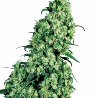 Skunk #1 Feminised Seeds - 10