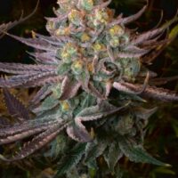 Seriotica Feminised Seeds - 3