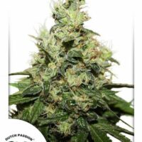 Kush CBD Feminised Seeds - 1