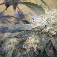 Chocolope Kush Feminised Seeds - 3