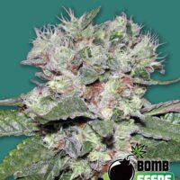 Bomb CBD Feminised Seeds - 10