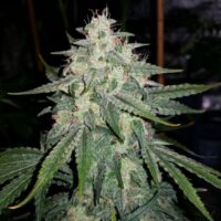 4 Assed Monkey Auto Feminised Seeds - 1