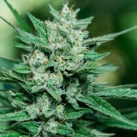 Papa Smurf FAST Feminised Seeds - 3