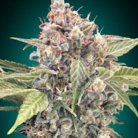 Northern Lights CBD Feminised Seeds - 3